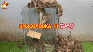 Крысоловка вариант (71) 🐀 Как сделать крысоловку своими руками и поймать кучу крыс 🐀🐁🐀