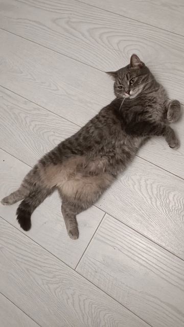хорошо, когда всё есть... #cat #домашниелюбимцы #котики смотреть онлайн