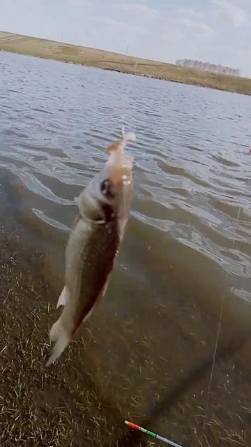 первая рыбалка на открытой воде 2024