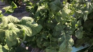 Томатный Гном Сладкая Сью. Обзор в открытом грунте в середине июня.