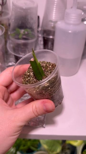 2 часть - Эксперимент с черенками Монстеры Манки 🌿 Вид смотреть онлайн