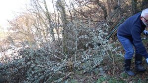 Правильная обрезка Буддлеи Давида (Buddleja davidii) / Игорь Б?