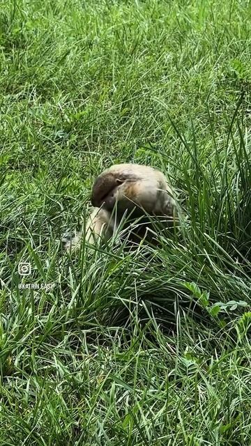 Есть в Красноярске такое место, где живут суслики🦫 смотреть онлайн