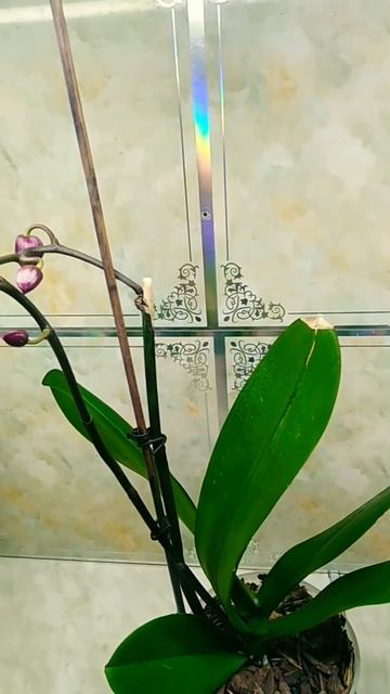 орхидея скоро расцветает #shorts #цветы смотреть онлайн