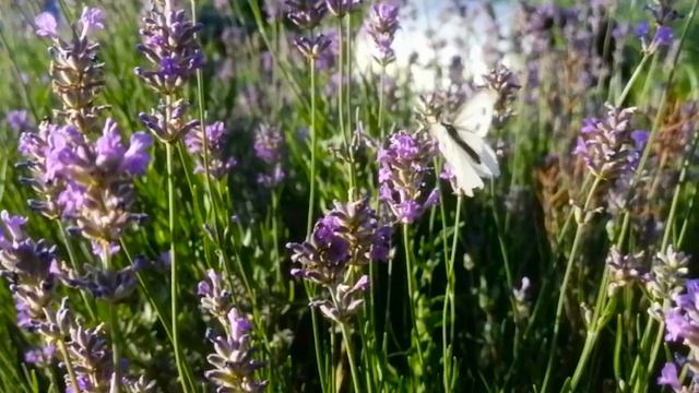 Rejuvenating Resorts