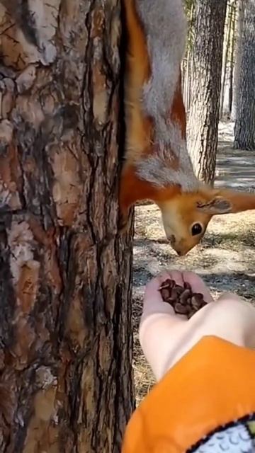 Белочка ест орехи. Новосибирск смотреть онлайн