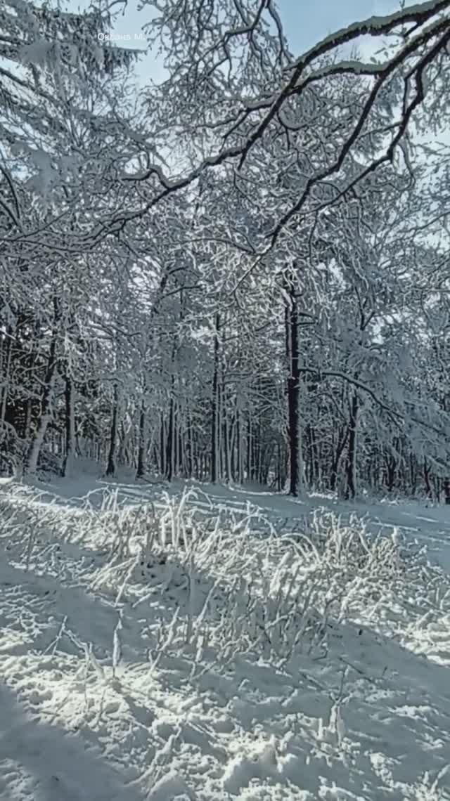 Прогулка по заснеженному парку. Зимнее видео