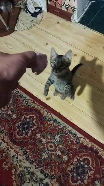 Кот просит колбасу и ест смотреть онлайн