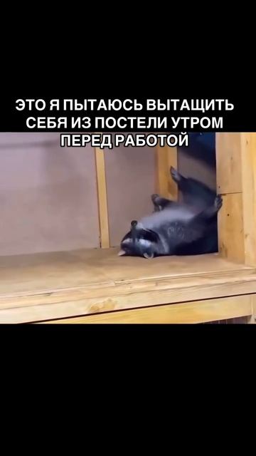 Это я пытаюсь вытащить себя из постели утром перед работой смотреть онлайн