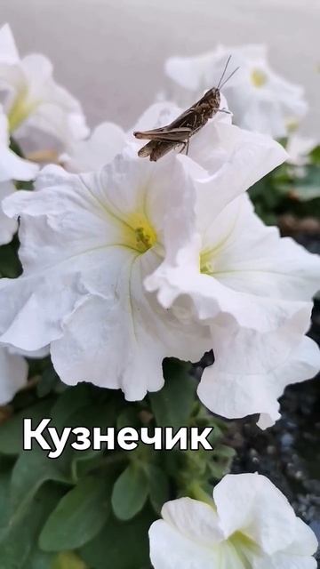 Кузнечик выбрал самые красивые цветы. #кузнечик #петун смотреть онлайн
