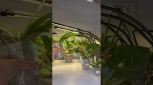 Оптимальные размеры горшков для орхидей