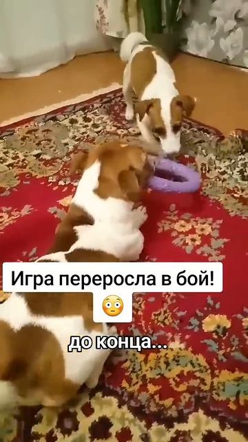 бои без правил😁 #джекрасселтерьер #собака #jackrussel #суп? смотреть онлайн