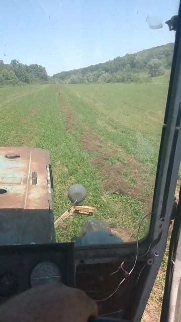 Новый сорт люцерны| Чёрное сено #farming #сельскоехозяйст? смотреть онлайн