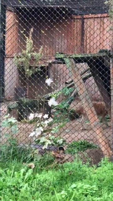 Медведь пьёт с лапы 🐾.зоопарк минск смотреть онлайн