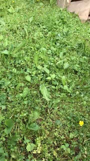 Щенок ест ягоды жимолости смотреть онлайн