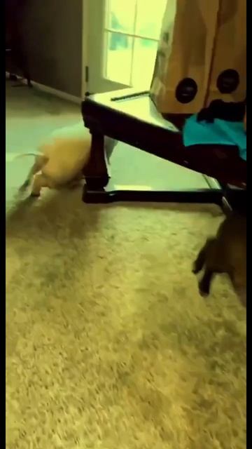 5 минут назад🥸 #animals #gangsta #music #rap #gangstarap #фараон #музыка # смотреть онлайн