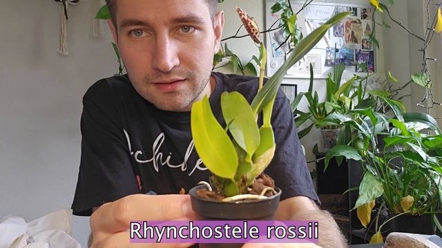 Новые орхидеи с выставки в Дрездене! "Распаковка" 🪻🌺 смотреть онлайн