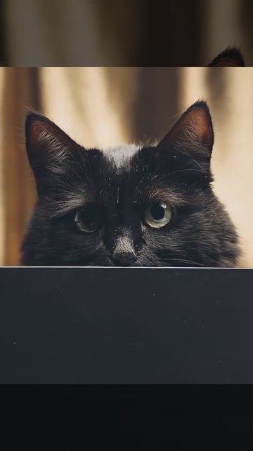 а у вас есть свой мур мур смотреть онлайн