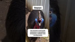 Самые Страшные Звуки Птиц в Мире