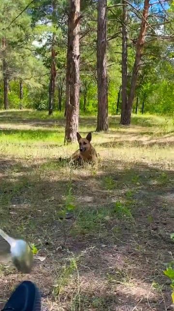 САБАКА хочет есть) сперла сосиски ! И еще просит #shorts смотреть онлайн