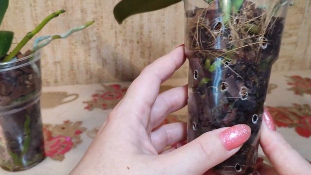 Зачем мне 3 фаленопсиса Black Piano? смотреть онлайн