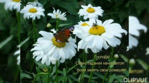 ЛЮБИТ - НЕ ЛЮБИТ - У РОМАШКИ СПРОСИ!!!