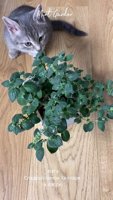 Мята на стеллаже под досветкой 🌿 Присоединяйтесь к к? смотреть онлайн