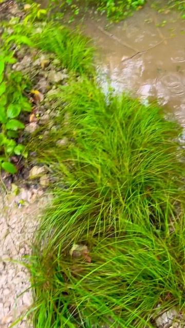 10 июля 2023 АДЛЕР СОЧИ село Черешня. Дорога превратилас? смотреть онлайн