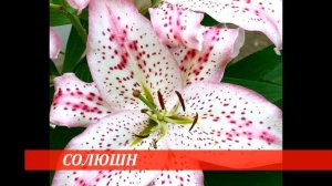 ❗🌹 ТОП Лучших сортов Лилии_ Махровые Лилии, Лилии Дер