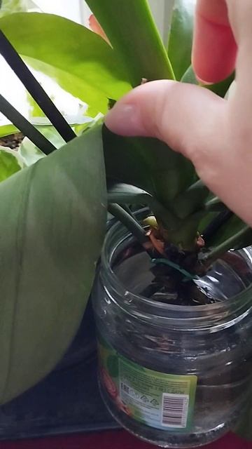 Орхидея погибает, что делать, подскажите пожалуйста! смотреть онлайн