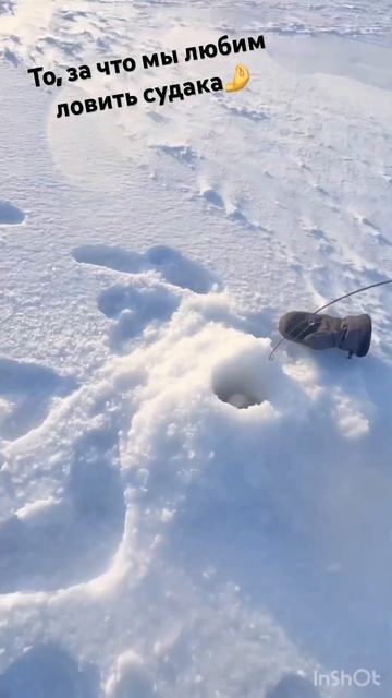 Поклевка судака. Ловля судака зимой на вибы #shorts #суда? смотреть онлайн
