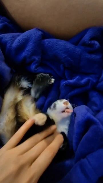 #хорёк #мурманск #подпишись #хорьки #зима #север #зверь # смотреть онлайн