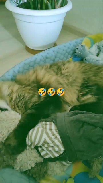 Мне по фен-шую ..😸❤️👍на твои слова 🤣 смотреть онлайн