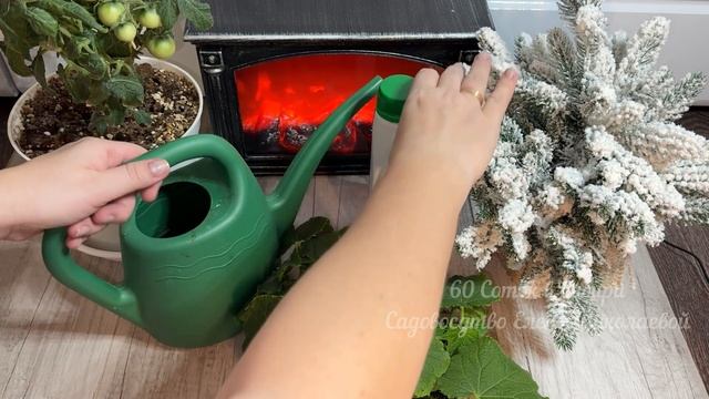 Теперь сею ОГУРЦЫ, ТОМАТЫ, ПЕРЦЫ только так, рассада ко