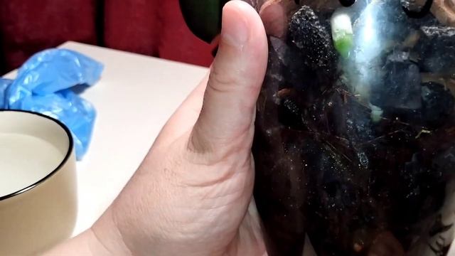 Если Листья, как тряпочки- Без ТУРГОРА смотреть онлайн