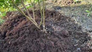 Уход за голубикой. 3 мая 2025