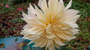 ГЕОРГИНА КАФЕ ЛАЙТ