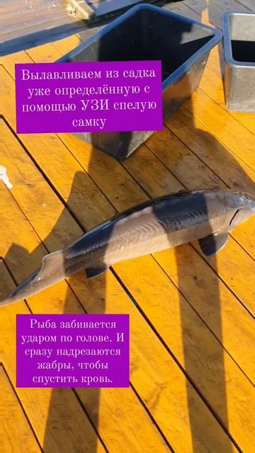 20 кг одна рыба. Очень большой улов. #shorts #short #shortvideo #fishing смотреть онлайн