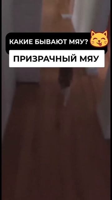 Виды мяу | Автор - Котейка (телеграмм канал) #кот #котик смотреть онлайн