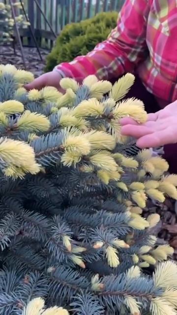 Ель колючая Белобок . смотреть онлайн