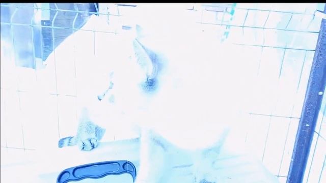 #МАНЧКИНАМ КОТИКАМ НЕ ПОНРАВИЛИСЬ НОВОГОДНИЕ ПРОГУЛКИ смотреть онлайн