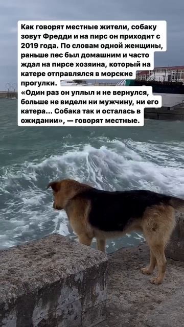 В Сочи как и в Анапе есть пёс который часто приходит к ? смотреть онлайн