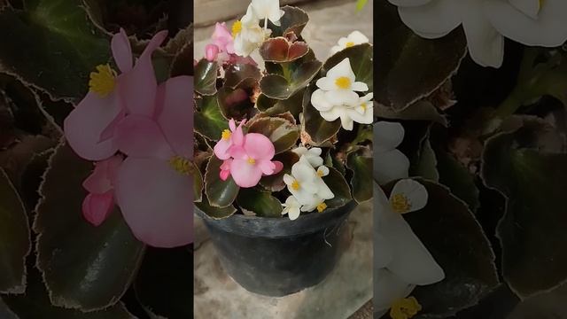 Бегония вечноцветущая: немного об уходе!!! смотреть онлайн