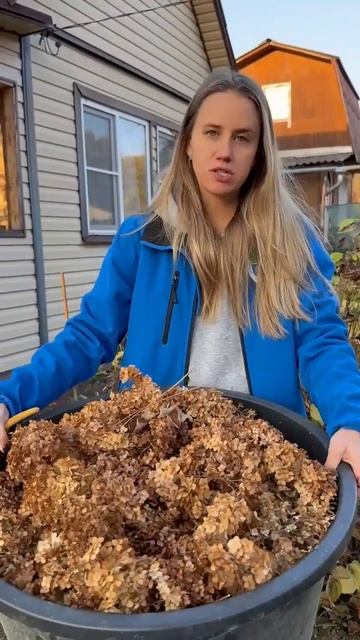 Такого вы еще не видели! Секрет укрытия роз, пионов и ч? смотреть онлайн