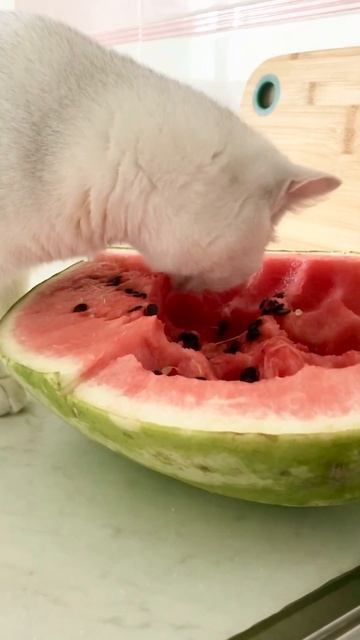 British cat 🐈 Cristal 💎decided to eat watermelon 🍉 Британская кошка Кри? смотреть онлайн