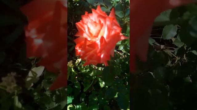 21 сентября 2024 г. #розы #осень #roses #autumn смотреть онлайн
