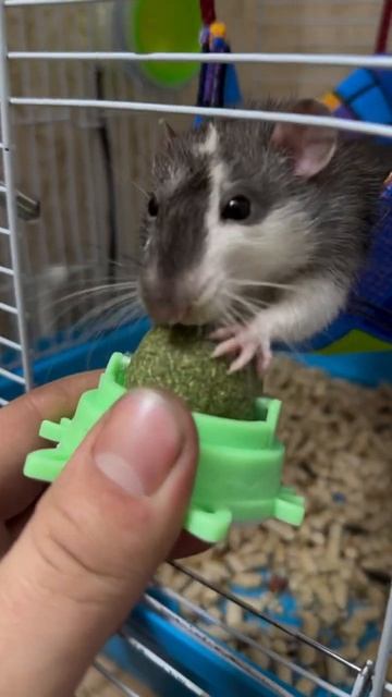 Аркаша🐀ест шарик #reels #животные #крыса #аркаша смотреть онлайн