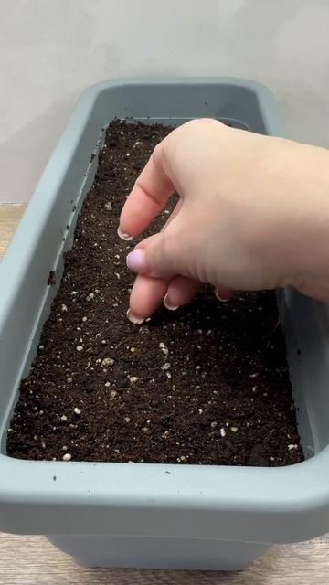 Редиска на подоконнике,кто так выращивал? 😎#сеемреди? смотреть онлайн