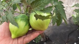 Томат ""Домато тета Катико" в конце мая поразил меня огромными плодами.