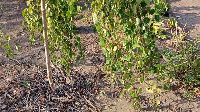 Береза Юнге і береза Голден Дрім. смотреть онлайн